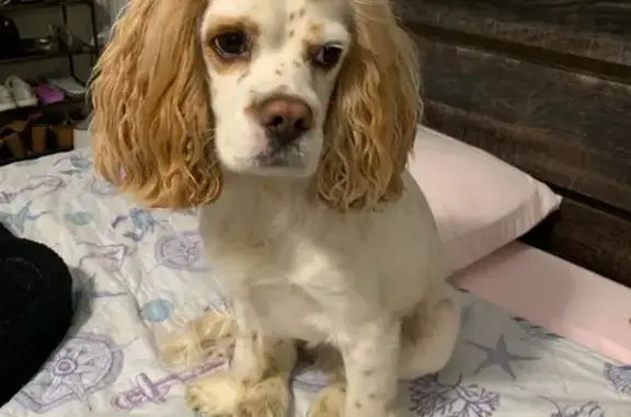 Missing Cocker Spaniel: White & Tan