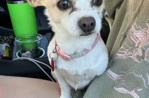 Found Dog on 102nd St, Lubbock