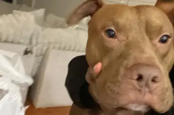 Missing Pit Bull: Prince in Covington