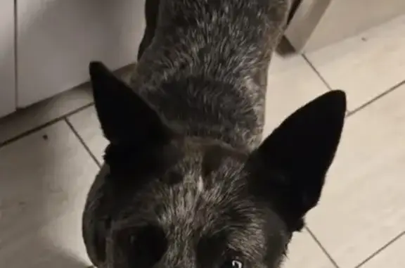 Lost Black Heeler: Skittish, Answers to Vente