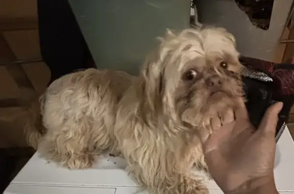 Found: Brown-Eyed Shih Tzu in Tucker!