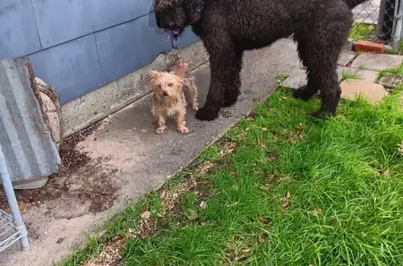 Found: Black Doodle & Yorkie on Nederland Ave