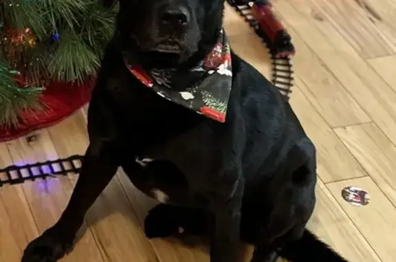 Lost Black Lab: Bean Rd, Chardon 11854