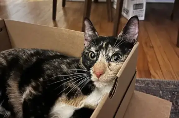 Lost Tortoiseshell Cat Found in Chicago