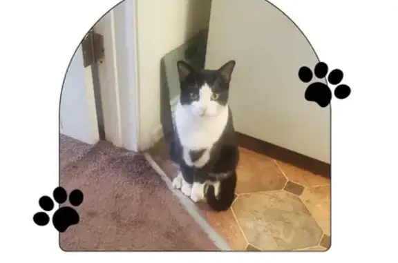 Lost Tuxedo Cat in Covina, CA - Help!