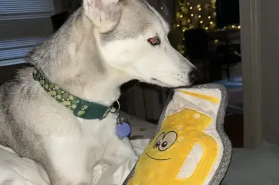 Lost Petite Husky 'Kiwi' in St. Louis