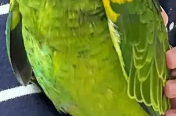 Lost Amazon Parrot: Red Leg Ring, Sydney