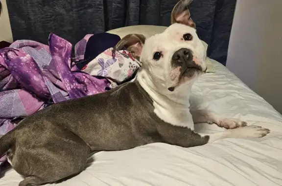 Lost American Bully: Bella in Big Lake