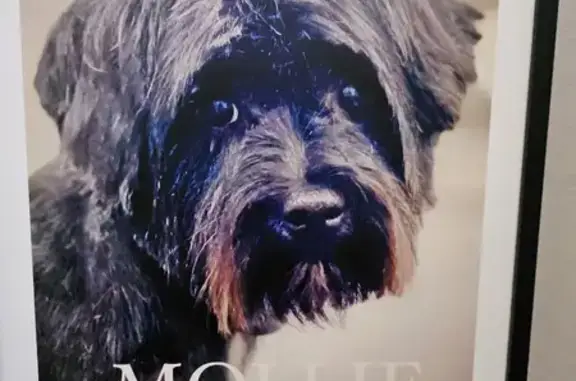 Missing Black Havanese Mix in Lawrenceville