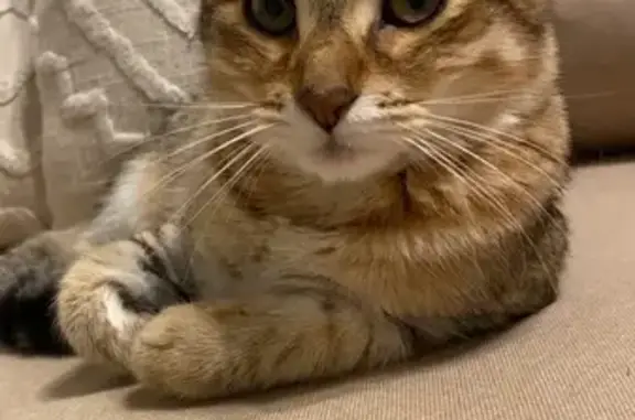 Chat perdu, Éguilles, photo: Chaton sociable perdu à Éguilles