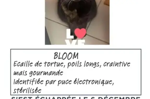 Chat perdu, Marseille Bompard, photo: Chatte écaille de tortue disparue à Marseille