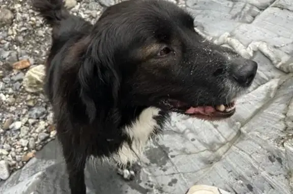 Chien perdu , photo : Chien noir et blanc perdu à Saint-Rémy
