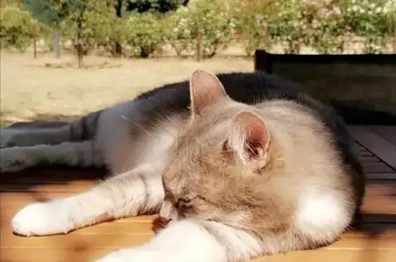 Chat perdu, , photo: Chatte tigrée 13 ans perdue à Maleville