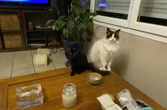 Chat beige et marron perdu à Lézan - photo