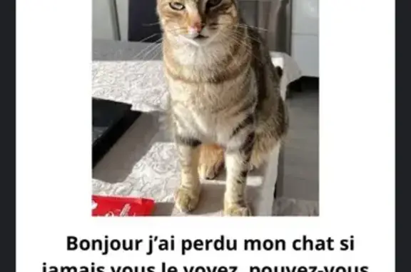 Chat perdu entre Boisse et Surgères - photo