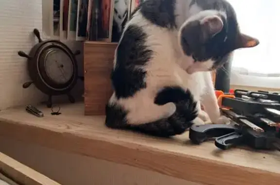 Chat perdu, Allée de la Micauderie - photo