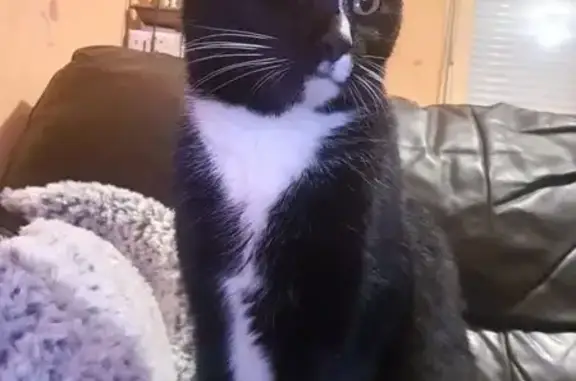 Animaux trouvés Valdahon, photo: Chatte noir et blanche trouvée à Valdahon