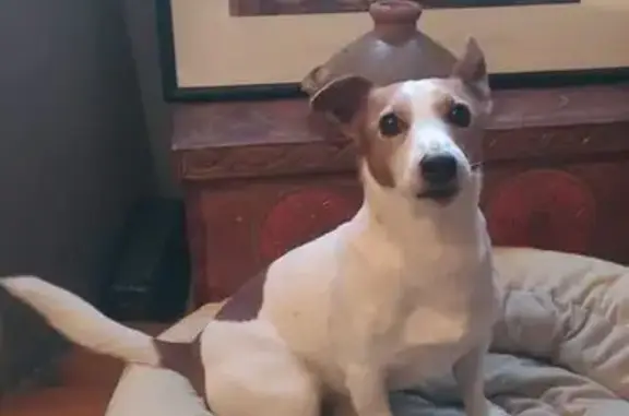 Chien perdu près du col de Jou - photo