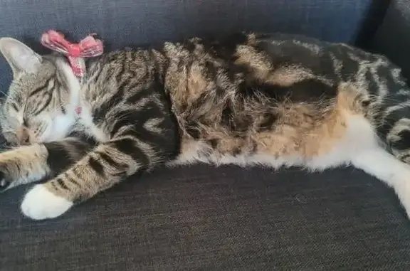 Lost Tabby: Plump, Purple-Collared Cat