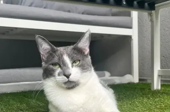 Chat perdu, , photo: Chat gris-blanc perdu à Rodez