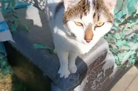 Chat mâle blanc tacheté trouvé à Lalanne - photo