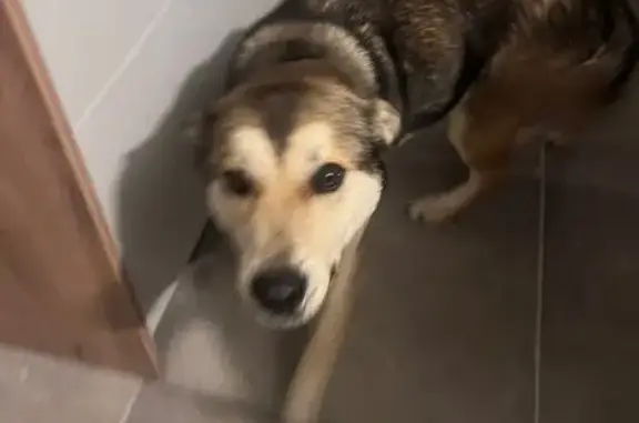 Animaux trouvés Verdun-sur-le-Doubs, photo: Chien croisé husky trouvé à Verdun-sur-le-Doubs