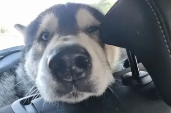 Chien trouvé à Avignon, déposé au poste - photo