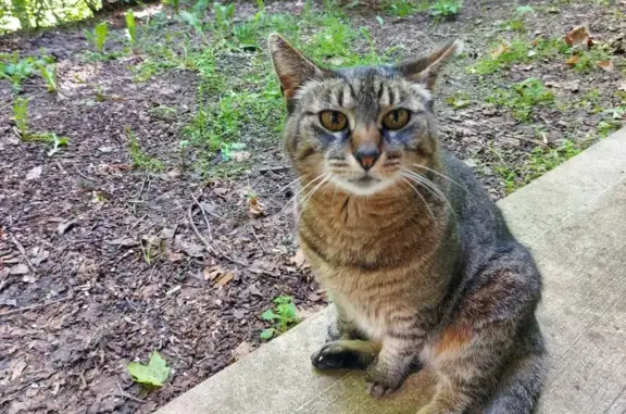 Lost Cat: Black & Gray, Turnberry Dr.