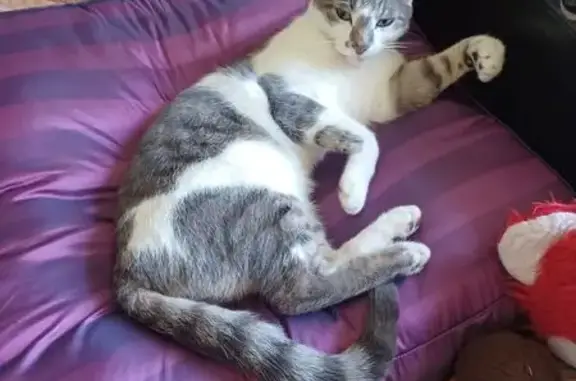 Animaux perdus Gray, photo: Chat gris et blanc perdu à Gray