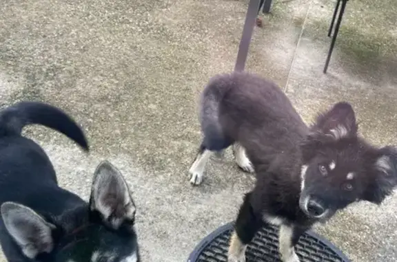 Chien trouvé , photo: Chiens trouvés à Goudourville, Occitanie