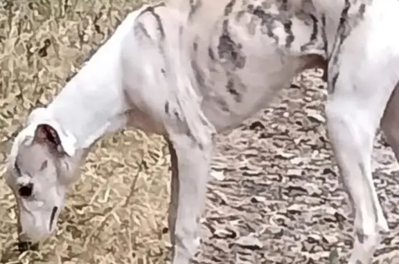 Alerte : Jeune lévrier whippet perdu - photo