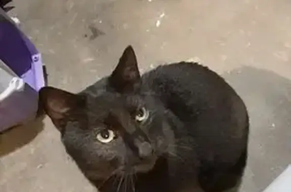 Chat trouvé Tremblay-en-France, photo: Chat noir mâle trouvé Rue de l'Argonne