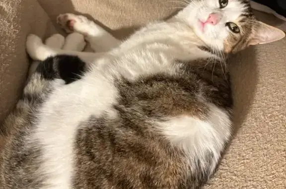 Chat perdu, , photo: Chat tigré et blanc perdu à Nuisement