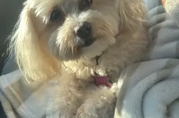 Lost 7-Year-Old Maltipoo in Rice Hope!