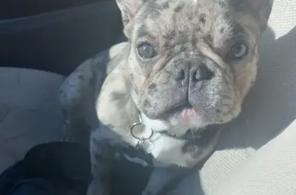 Lost French Bulldog: Black & Gray Kilo