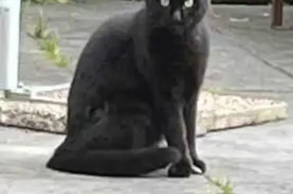 Chat noir disparu aux Chaprais, Besançon - photo
