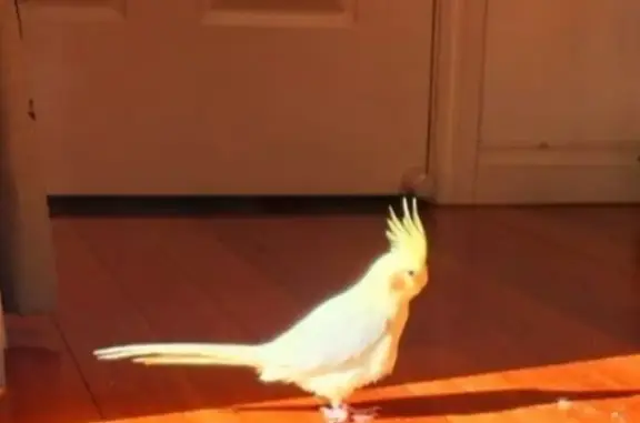 Lost Yellow Cockatiel - Help Needed!