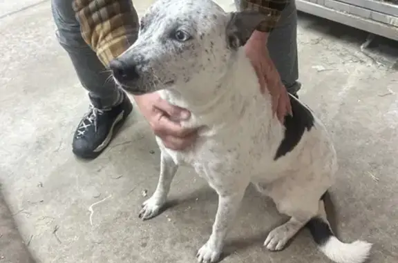 Found Dog: Unique Eyes, Safe Now!