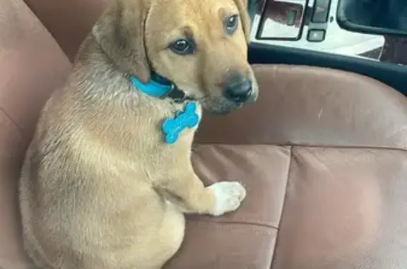 Chiot perdu à Caen, aide recherchée - photo