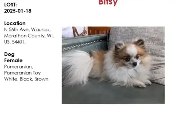 Missing Pomeranian: Bitsy on 56th Ave