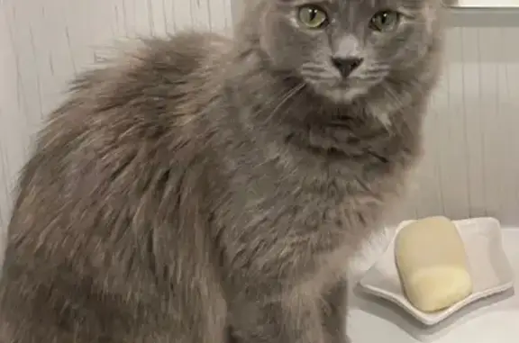 Petite chatte grise perdue à Roche Arnaud - photo