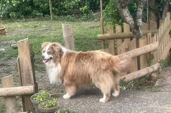 Chien perdu Le Sappey-en-Chartreuse, photo : Berger australien marron disparu au Sappey