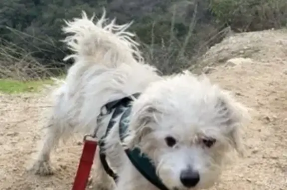 Missing: White Terrier, 13, Needs Care