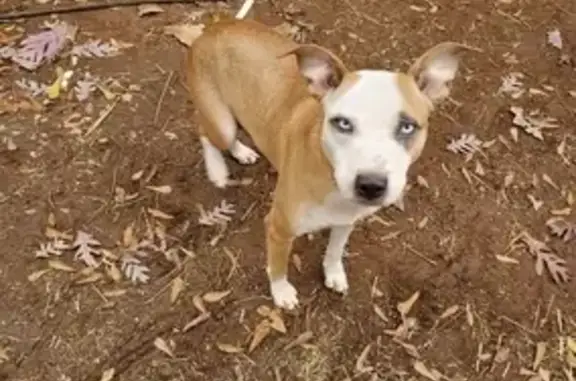 Urgent: Help Find Injured Dog in Huntsville