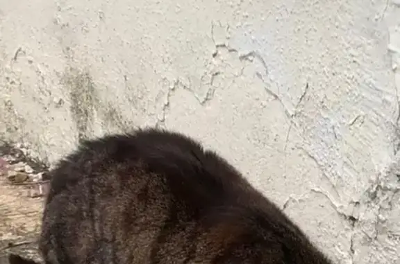 Animaux perdus Gond-Pontouvre, photo: Chatte tigrée dodue disparue à Gond-Pontouvre