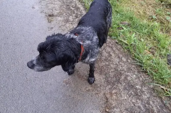 Animaux trouvés Plumelin, photo: Chien noir trouvé avec colliers à Plumelin