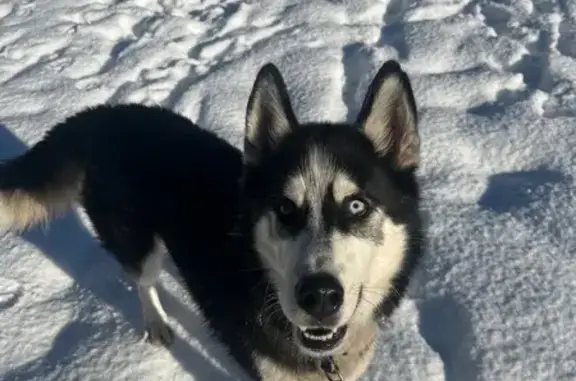Chien perdu , photo : Chien perdu entre deux cols en randonnée
