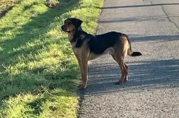 Chien trouvé Bourgbarré, photo: Chien errant trouvé à Bourgbarré