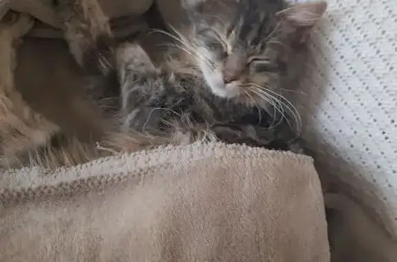 Chat trouvé, sans puce, au chaud chez moi - photo