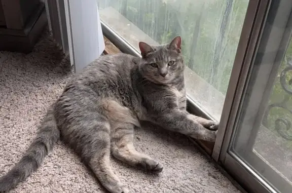 Lost Cat: Gray Tabby, Worthington St